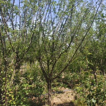 红梅，嫁接红梅，梅花，公园绿化