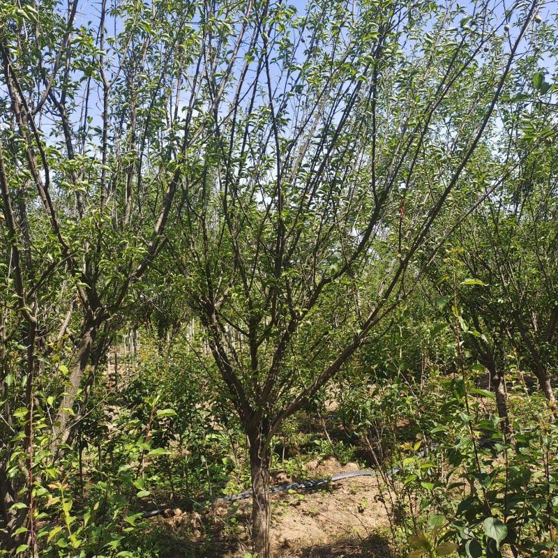 红梅，嫁接红梅，梅花，公园绿化