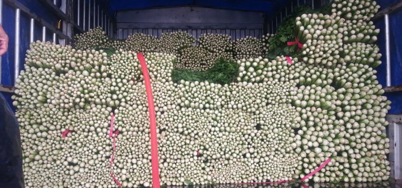 唐山滦南芹菜，中小颗，高度60-75公分