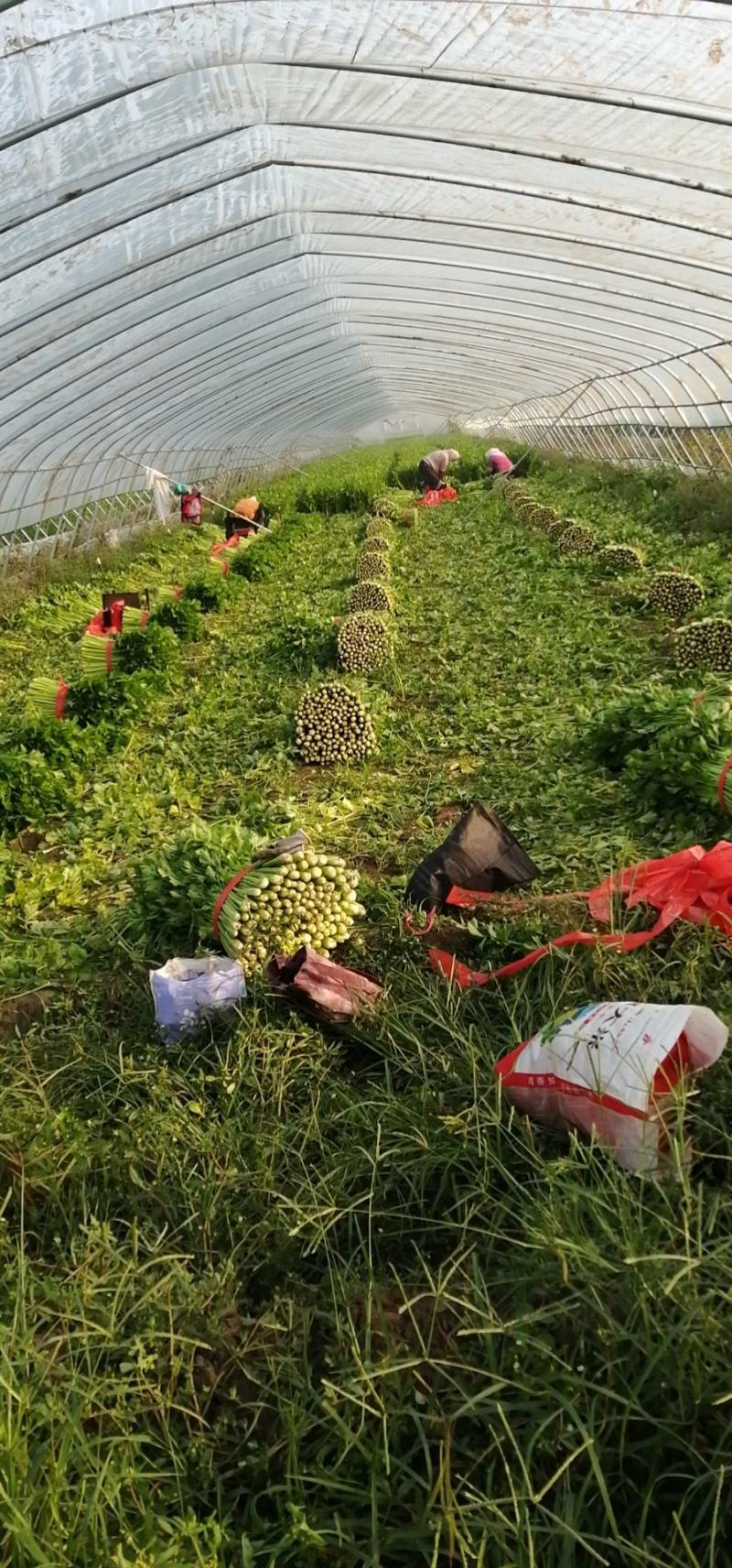 唐山滦南芹菜，中小颗，高度60-75公分