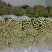 唐山滦南芹菜，中小颗，高度60-75公分