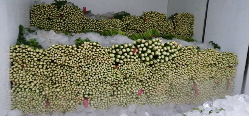 唐山滦南芹菜，中小颗，高度60-75公分