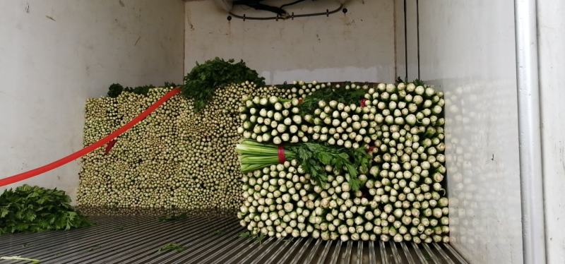 唐山滦南芹菜，中小颗，高度60-75公分