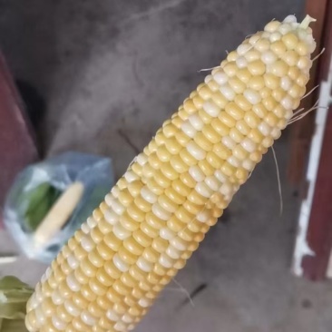 水果甜玉米