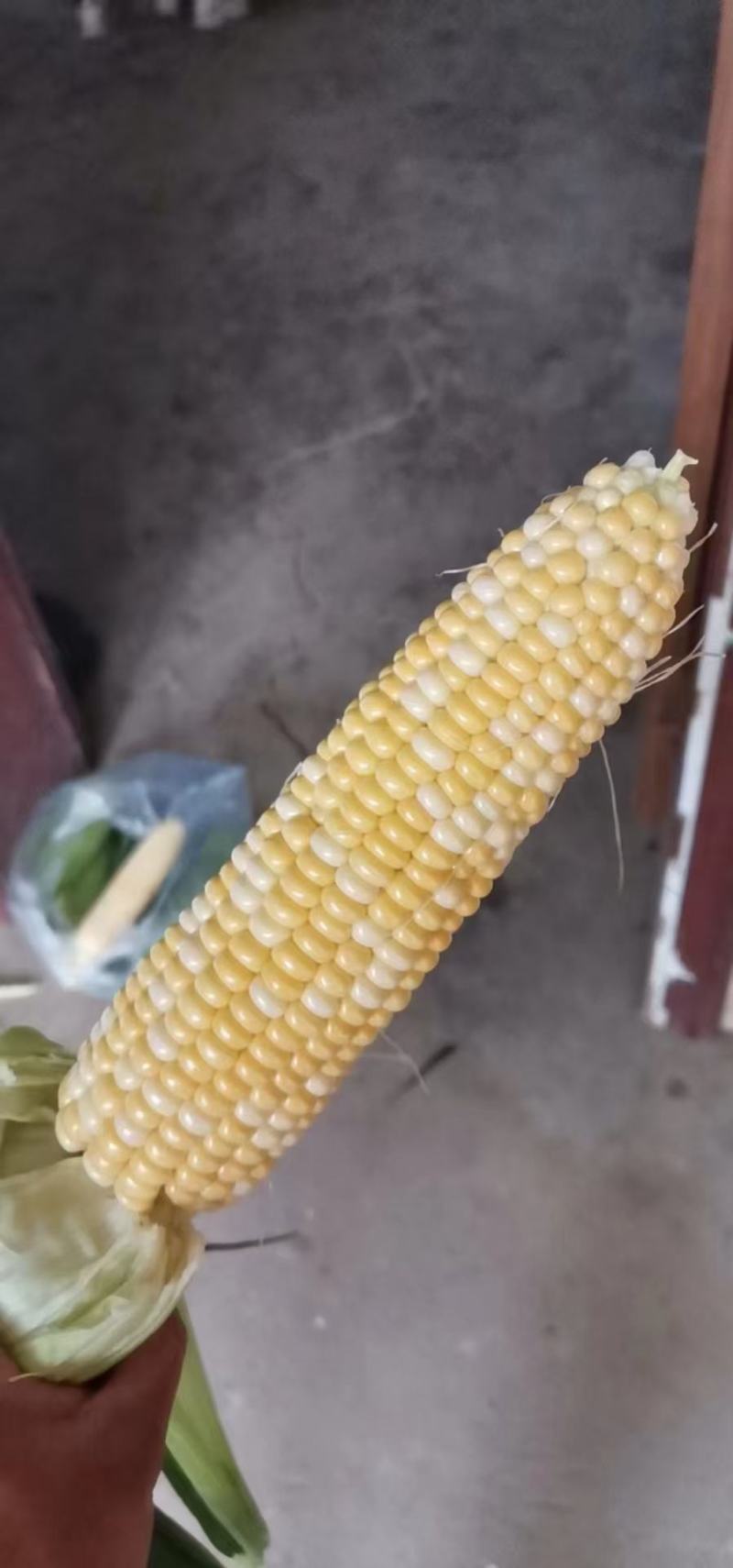 水果甜玉米