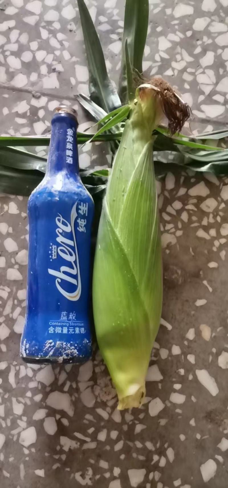 水果甜玉米