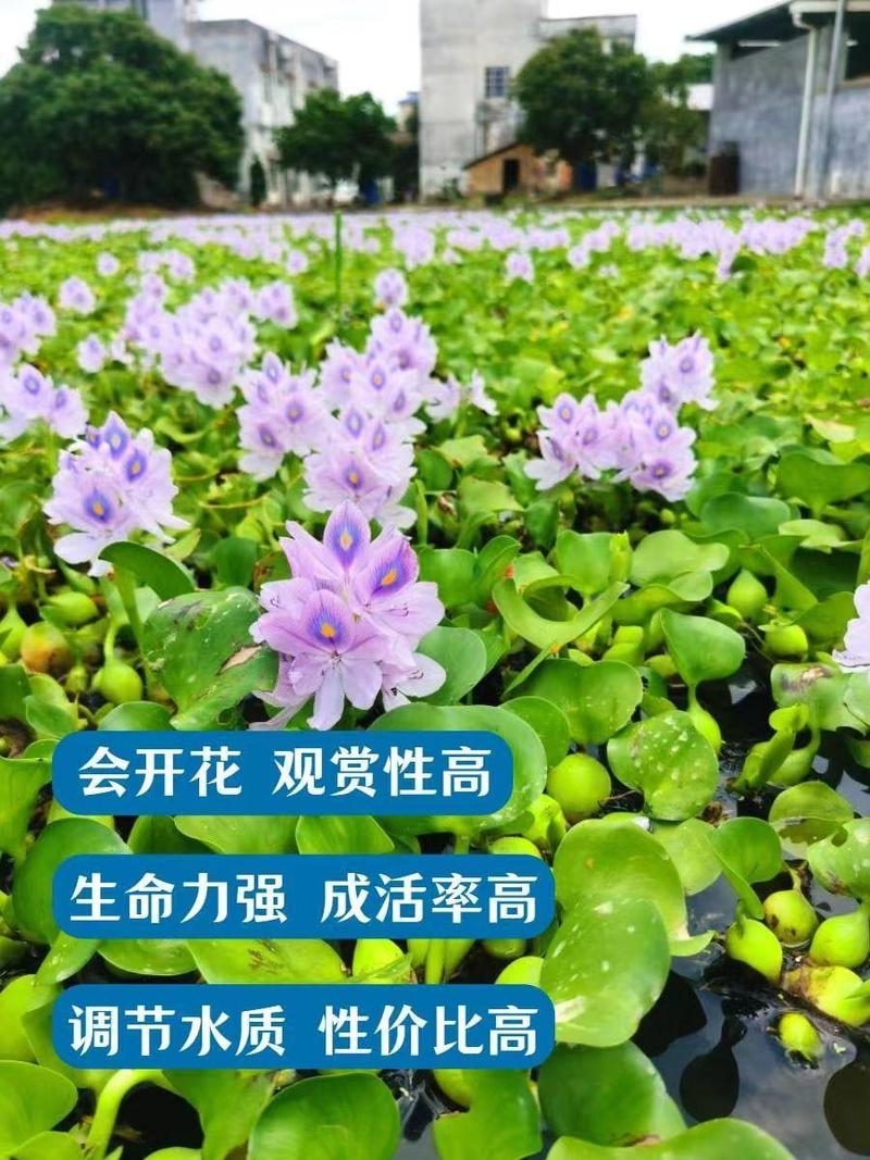 水葫芦懒人植物室内观赏盆栽水培四季鱼虾养龟宿舍陆缸室内草