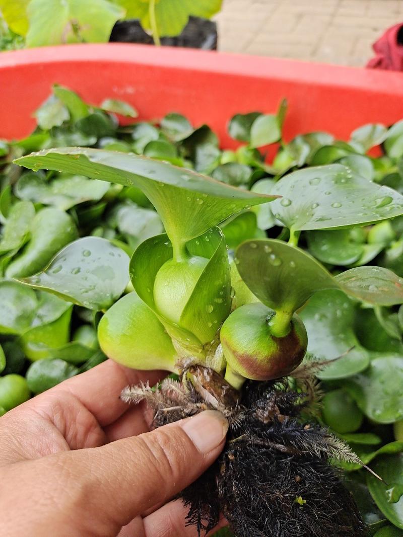 水葫芦懒人植物室内观赏盆栽水培四季鱼虾养龟宿舍陆缸室内草