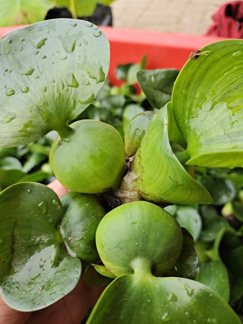 水葫芦懒人植物室内观赏盆栽水培四季鱼虾养龟宿舍陆缸室内草