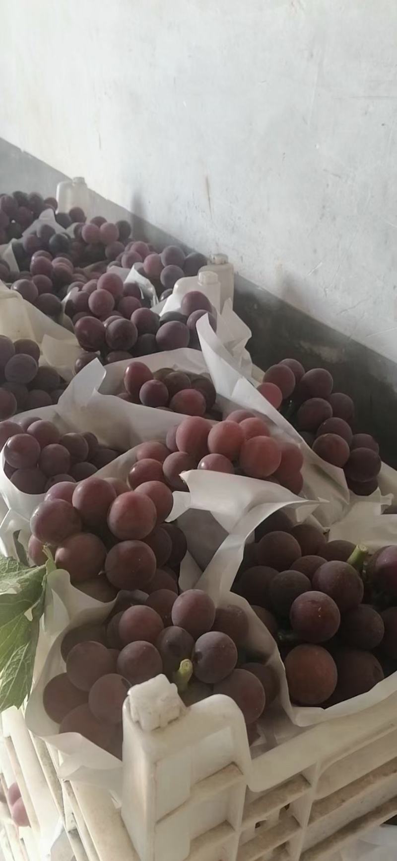 葡萄大量上市