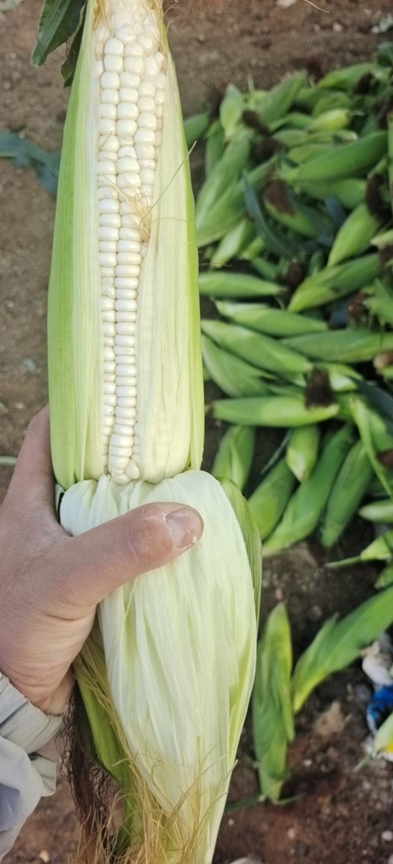 玉米