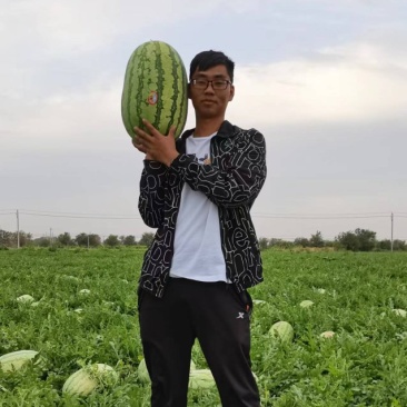 新疆西瓜吐鲁番哈密昌吉产地直供