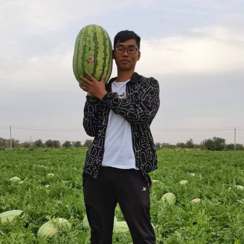 新疆西瓜吐鲁番哈密昌吉产地直供