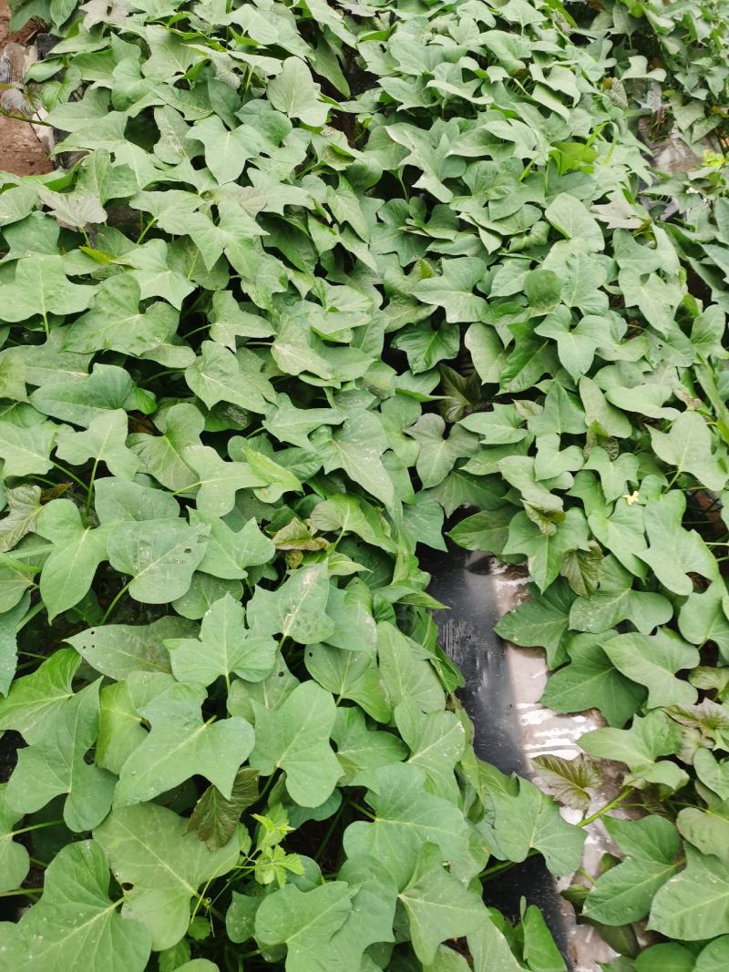 红薯苗