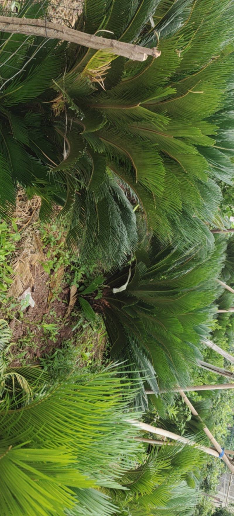 铁树