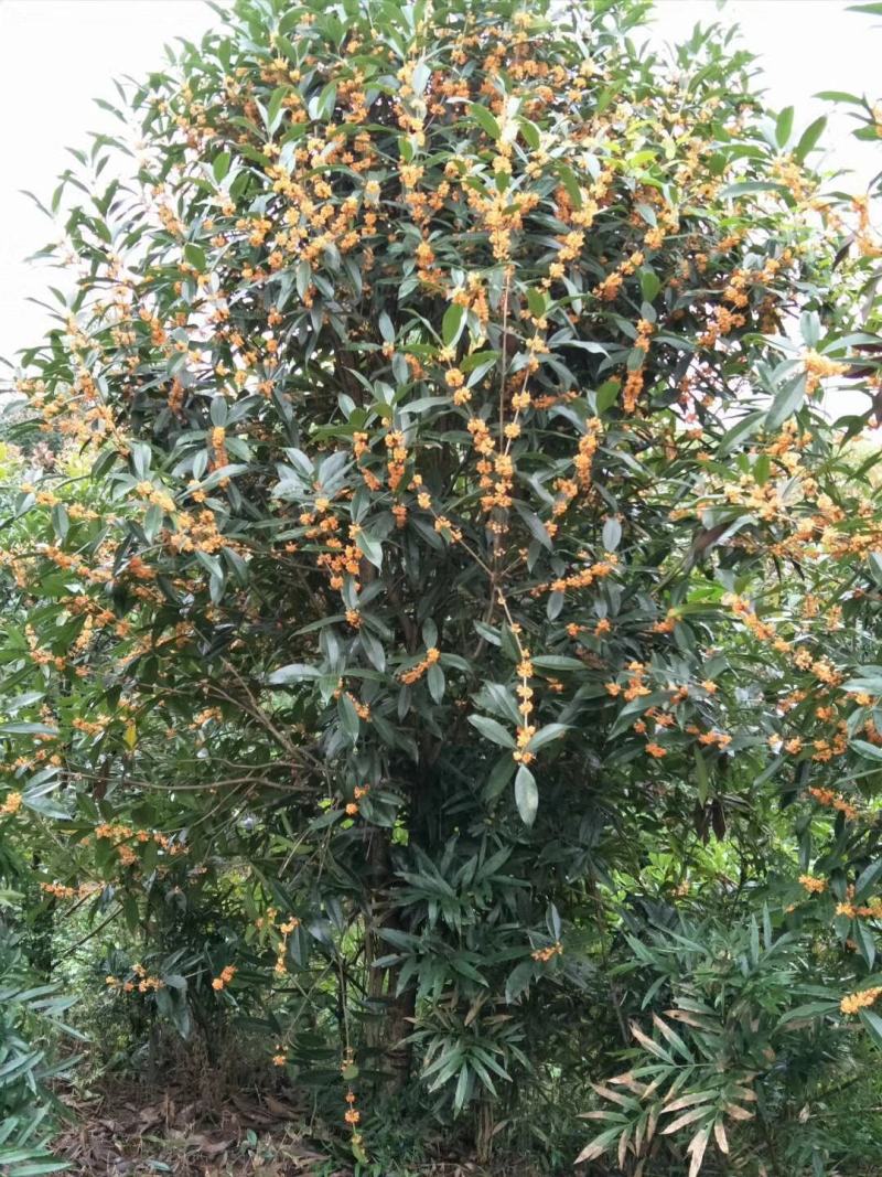 重庆永川田怡花卉丹桂正在热卖