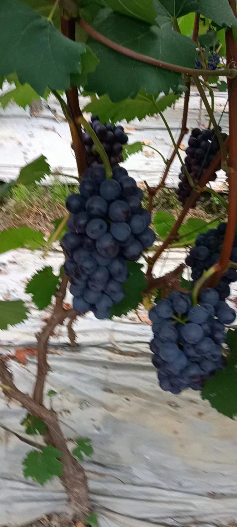 这个夏黑有点黑！