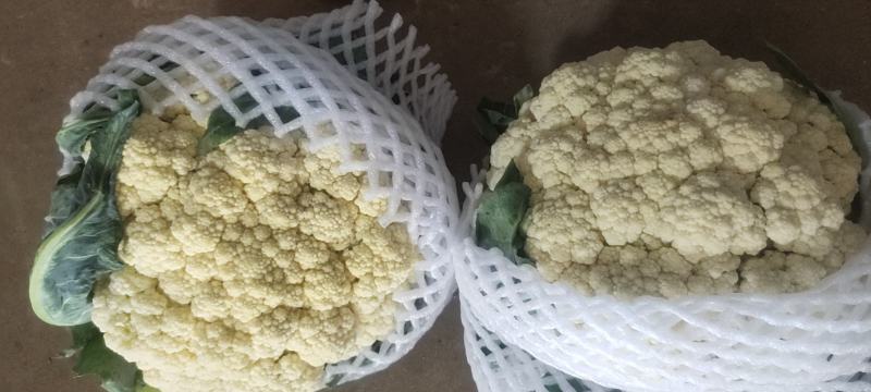 河北精品菜花，有机花，产地直供，一手货源，直供商超