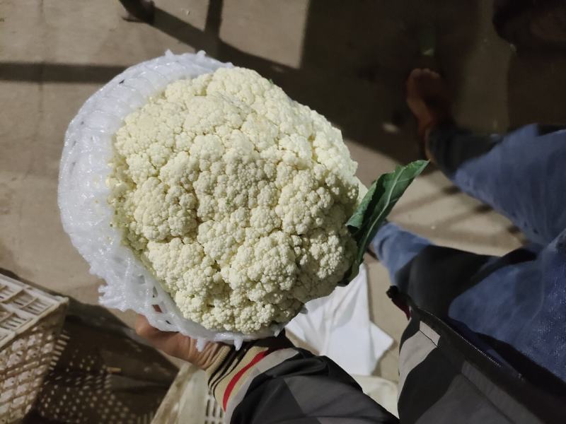 河北精品菜花，有机花，产地直供，一手货源，直供商超