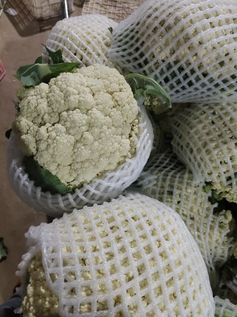 有机花，河北邯郸精品有机花大量上市，可散装，可装箱，