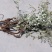 正品野生翻白草整颗带根天然中药材