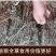 正品野生翻白草整颗带根天然中药材