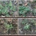 正品野生翻白草整颗带根天然中药材