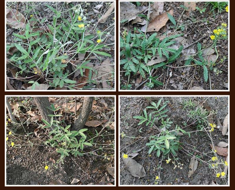 正品野生翻白草整颗带根天然中药材