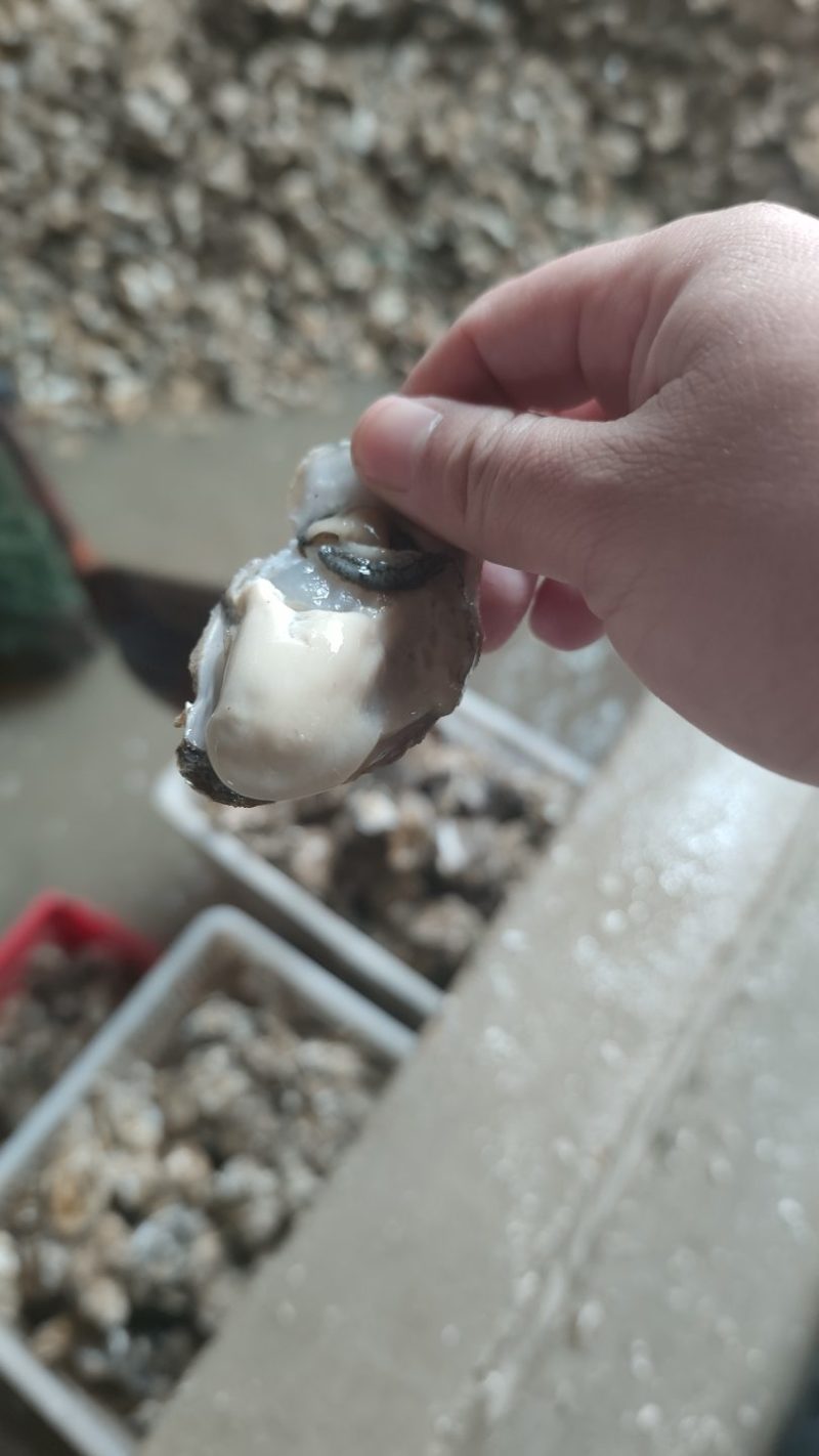 乳山牡蛎净化蚝刺身级食材产销一体产地直发常年供应
