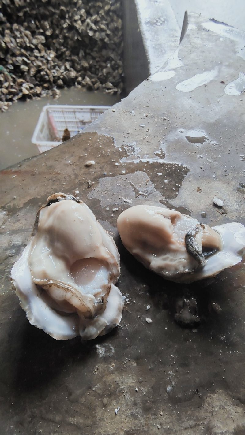 乳山牡蛎净化蚝刺身级食材产销一体产地直发常年供应