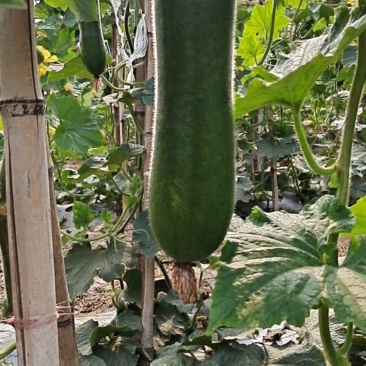 吊冬瓜