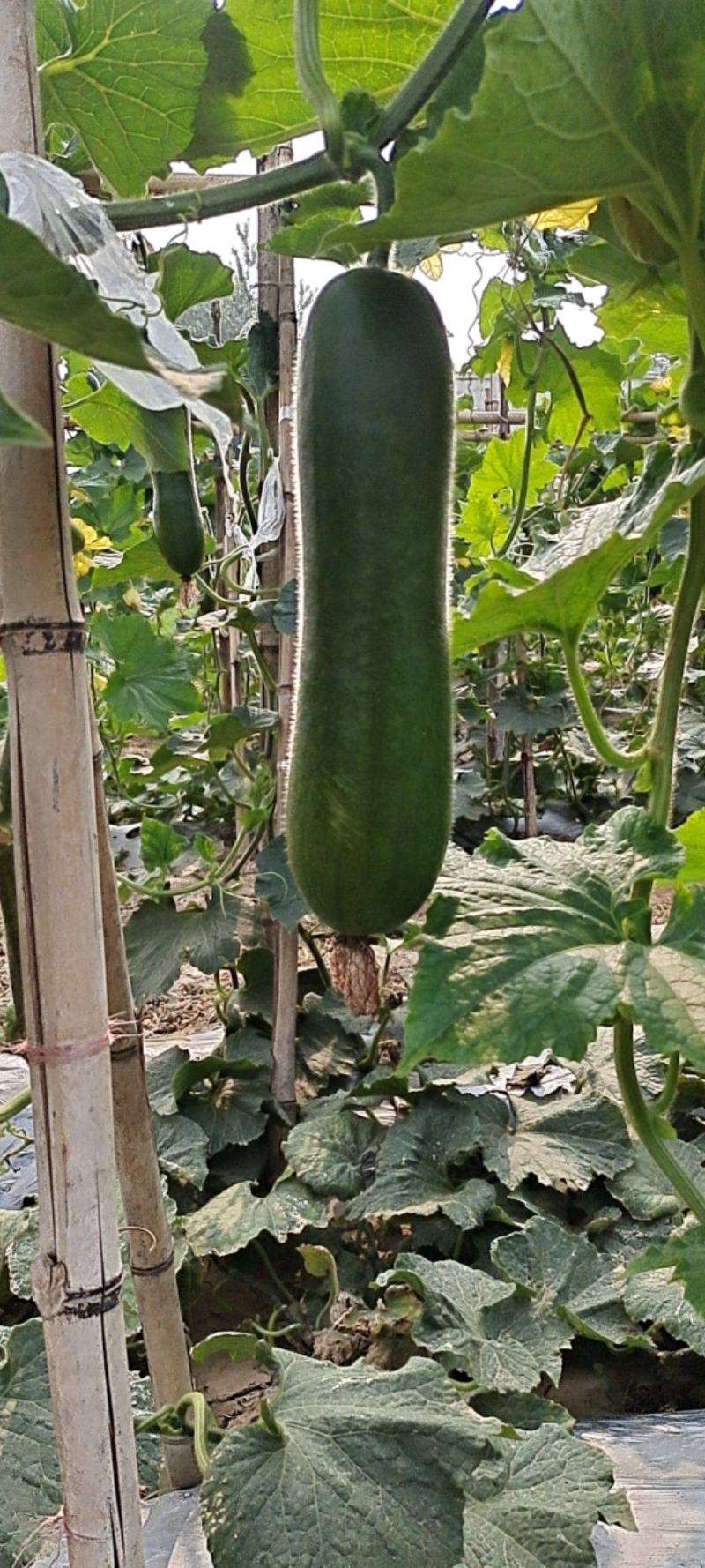 吊冬瓜