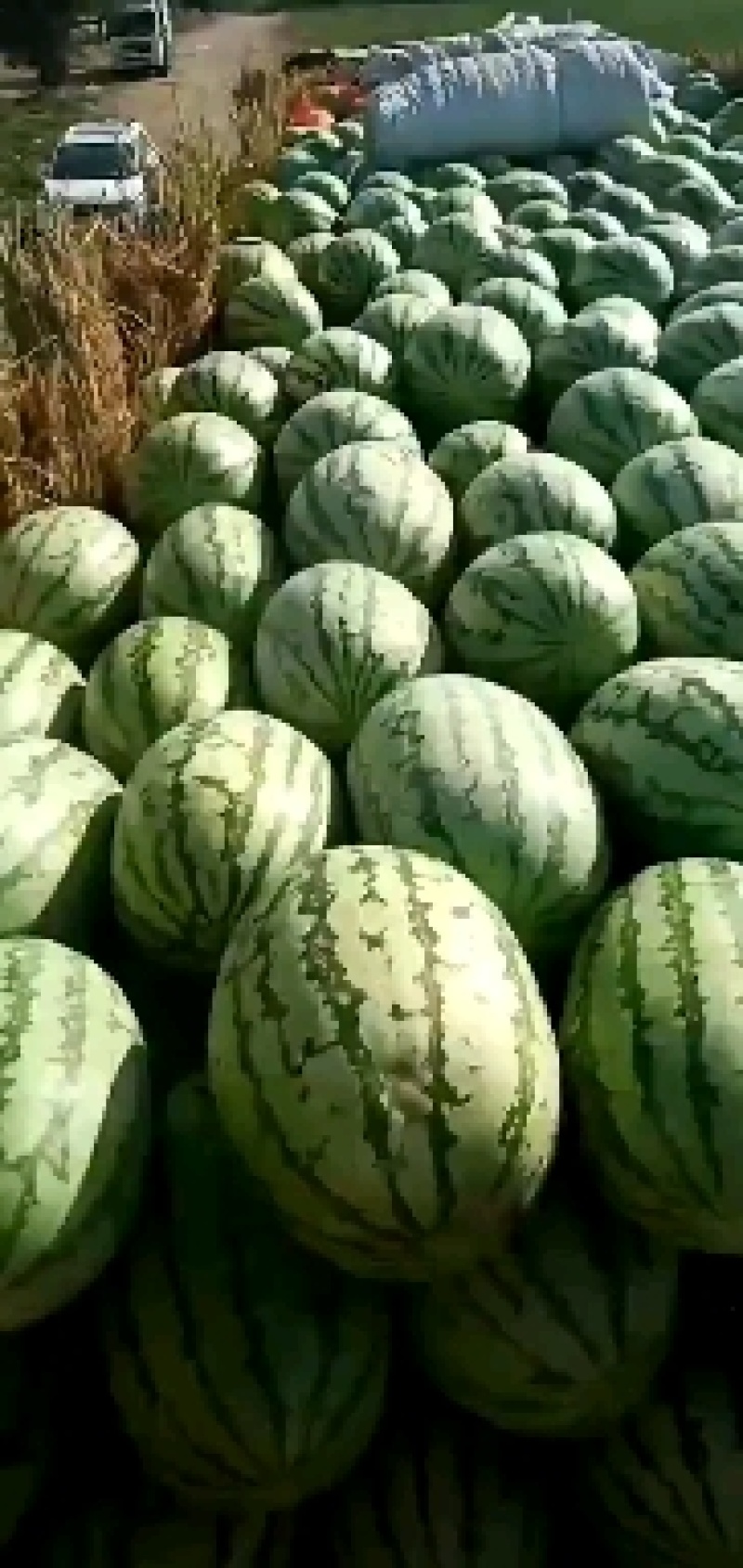 西瓜美都，黑美人麒麟瓜，农户一手货，量大从优。货源充足