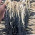 白菜干，清远脱水白菜，无沙，产地直销，质量保证！