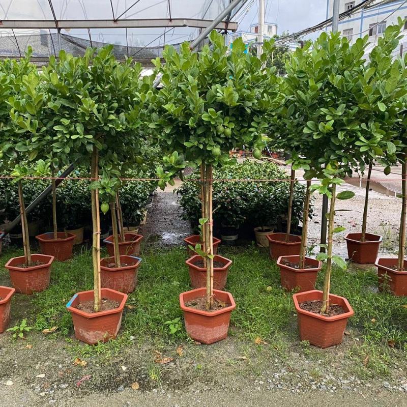 香水柠檬网红棒棒糖高杆柠檬树盆栽室内客厅阳台四季大型植物