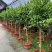 香水柠檬网红棒棒糖高杆柠檬树盆栽室内客厅阳台四季大型植物