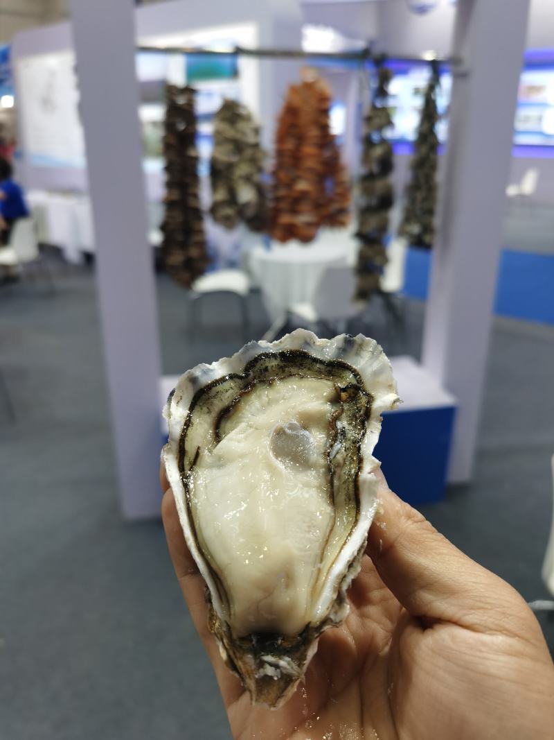 乳山牡蛎生蚝养殖基地直供，精品蚝三倍体生蚝