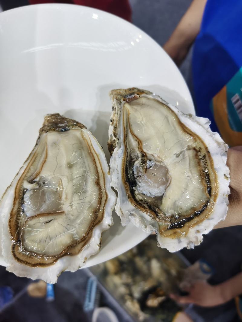 乳山牡蛎生蚝养殖基地直供，精品蚝三倍体生蚝
