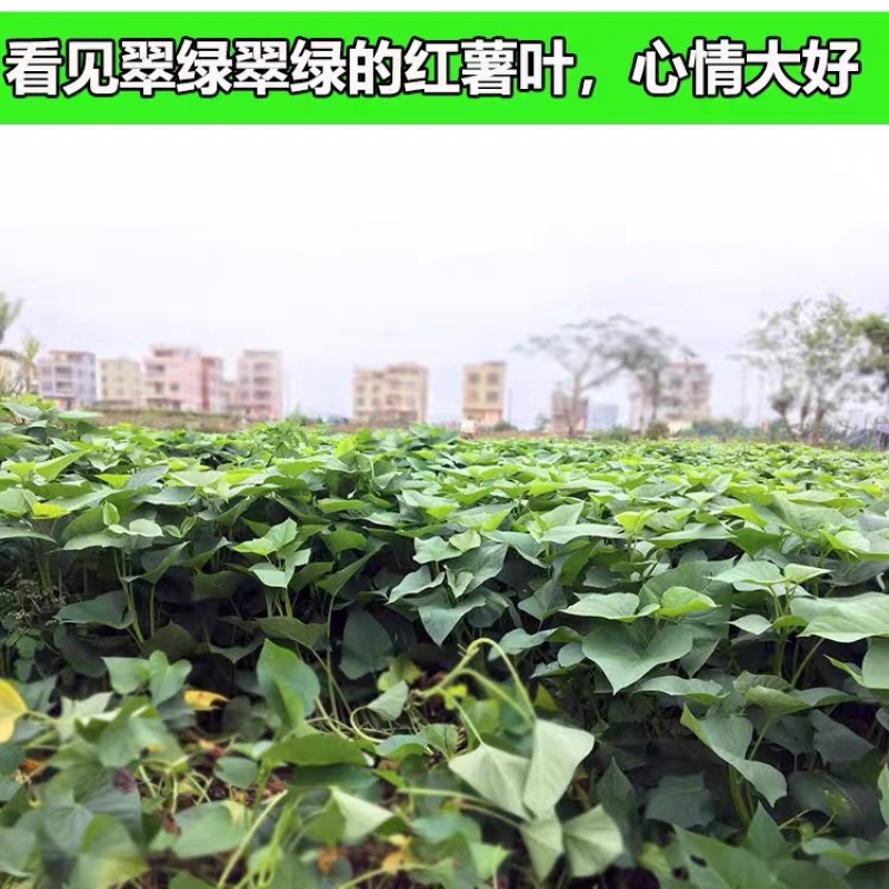 临安天目小香薯藤苗番薯藤番薯苗种