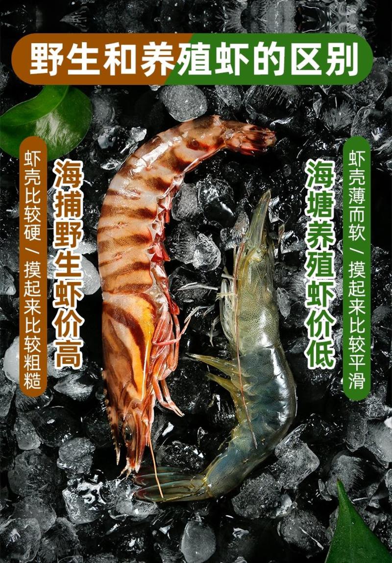 东海斑节虾九节虾产地直供，厂家直销一手货源大型批发商