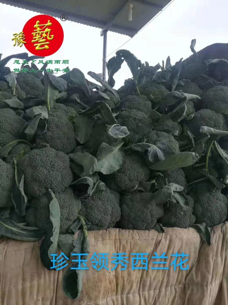 珍玉领秀西兰花种子耐寒性好深绿色不空心轴粗商品性强