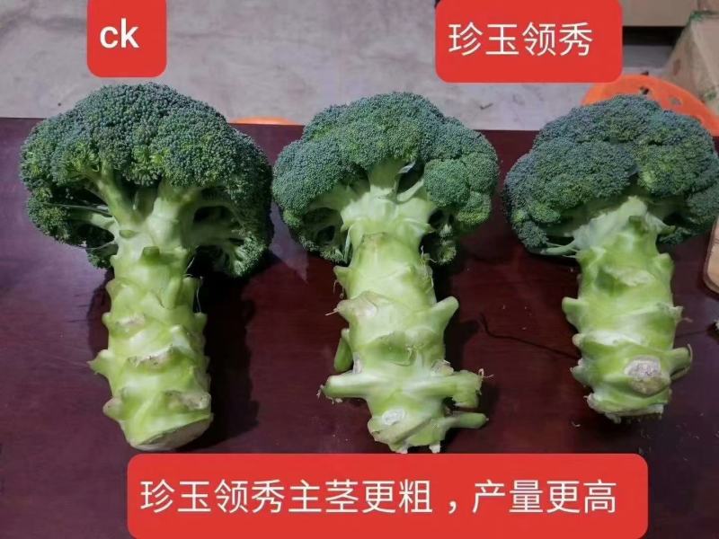 珍玉领秀西兰花种子耐寒性好深绿色不空心轴粗商品性强