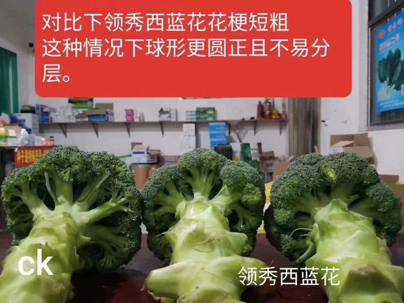 珍玉领秀西兰花种子耐寒性好深绿色不空心轴粗商品性强