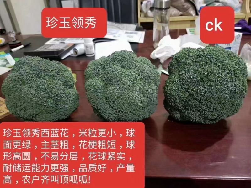 珍玉领秀西兰花种子耐寒性好深绿色不空心轴粗商品性强