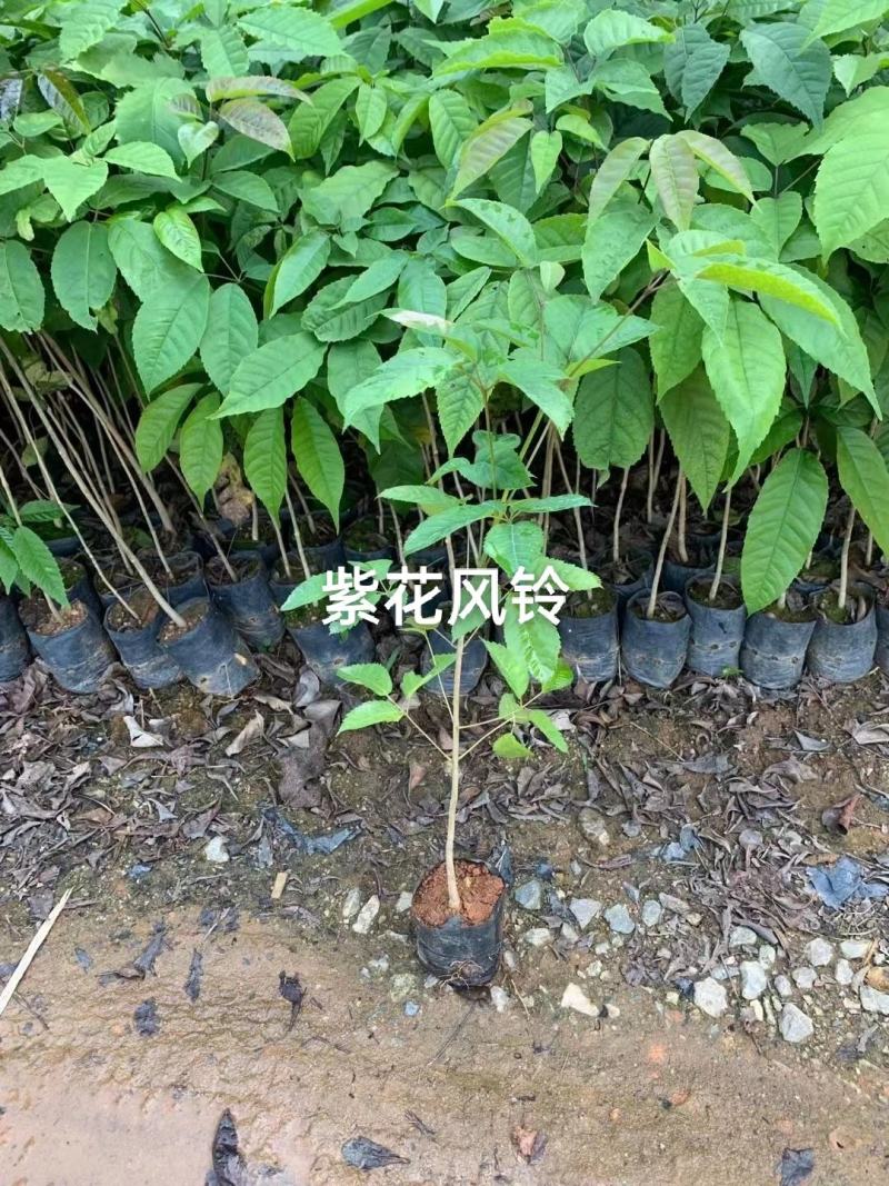 黄花风铃苗