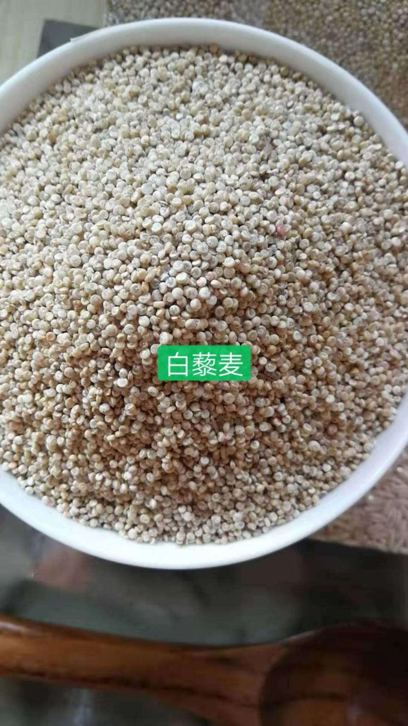 内蒙古乌兰察布凉城县旱田自然生长白藜麦米