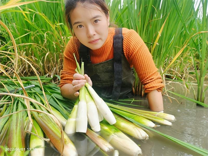 茭白苗双季茭瓜苗高笋苗。早熟6号7号8号美人茭苗种
