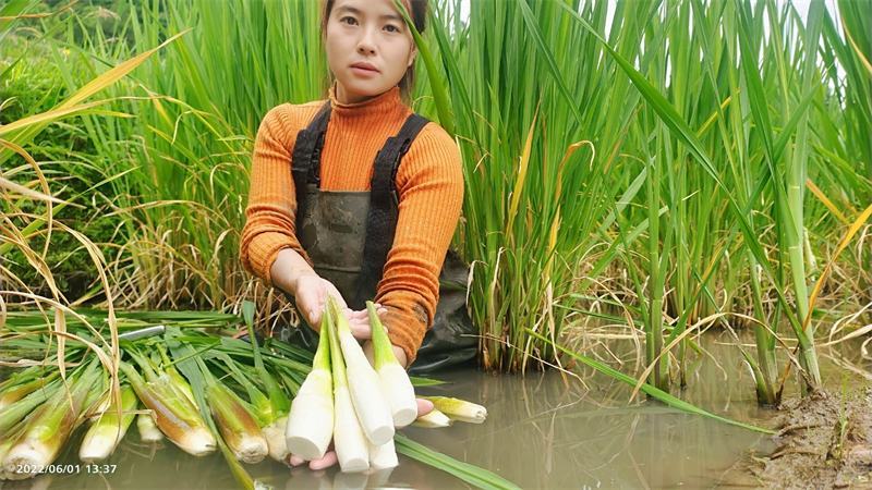 茭白苗双季茭瓜苗高笋苗。早熟6号7号8号美人茭苗种