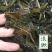 福建特产梅菜干梅干菜农家散装无盐晒干特级干货梅菜芥菜