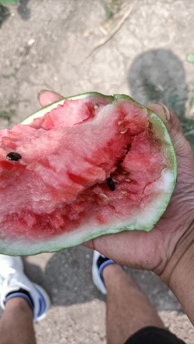 静海台头陆地京欣小西瓜